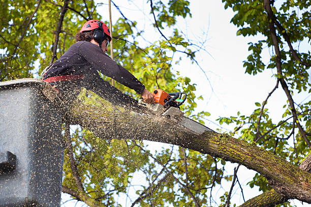 Reliable Monroe, UT  Tree Services Solutions