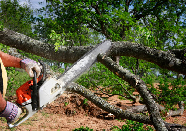 Best Firewood Processing and Delivery  in Monroe, UT